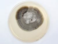 Helminthosporium_solani_1