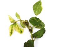 Soya - mésotrione (27)_12