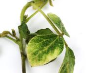 Soya - mésotrione (27)_13