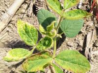 Soya - mésotrione (27)_7