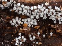 Lachnum_virgineum_1