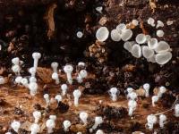 Lachnum_virgineum_2
