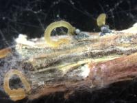 Phomopsis_sp_8