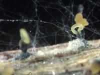 Phomopsis_sp_9