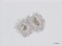 Phomopsis_sp_10