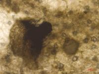 Physalospora_vaccinii_3