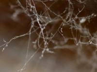 Phytophthora_infestans_1