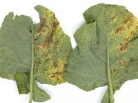 Brocoli - Alternariose (Alternaria alternata)_1