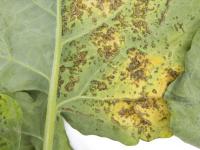 Brocoli - Alternariose (Alternaria alternata)_2