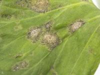 celeri_sep_41427c_ad_iriis