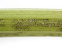 celeri_sep_41427d_ad_iriis