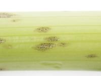 celeri_sep_41611c_lp_iriis