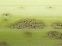 celeri_sep_41611d_lp_iriis