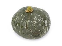 Courges - Alternariose du fruit (Alternaria sp.)_1