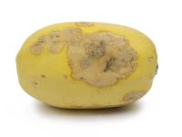 courge_stag_cucu_47288a_jv_iriis