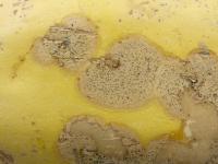 courge_stag_cucu_47288d_jv_iriis