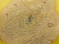 courge_stag_cucu_47288e_jv_iriis