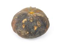 courge_stag_cucu_55846a_ad_iriis