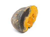 courge_stag_cucu_55846e_ad_iriis