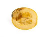 courge_stag_cucu_56498d_ad_iriis