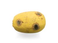 Courges - Chancre gommeux (Stagonosporopsis cucurbitacearum)_19