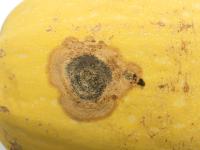 Courges - Chancre gommeux (Stagonosporopsis cucurbitacearum)_20