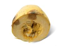 Courges - Chancre gommeux (Stagonosporopsis cucurbitacearum)_22
