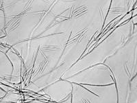 Fusarium_avenaceum_2