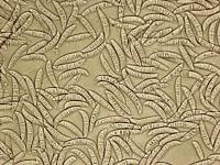 Fusarium_culmorum_1