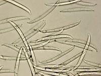 Fusarium_lateritium_2