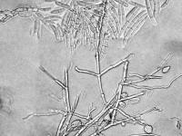 Fusarium_proliferatum_2
