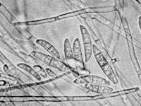 Fusarium_solani_1