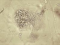 Fusarium_sp_2