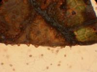 Phoma_sp_3