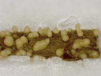 Phomopsis_sp_5