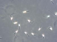Phyllosticta_sp_2