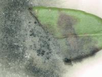 Phyllosticta_sp_1
