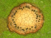Phyllosticta_ampelicida_1