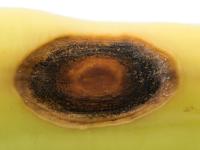 Piment - Anthracnose (Colletotrichum scovillei)_2