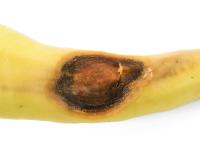 Piment - Anthracnose (Colletotrichum scovillei)_4