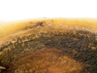 Piment - Anthracnose (Colletotrichum scovillei)_5