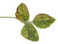 Soya - Syndrome de la mort subite (SMS) - Fusarium virguliforme