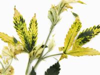 Cannabis_quinclorac (4)_5
