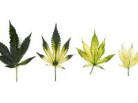 Cannabis_quinclorac (4)_6
