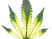 Cannabis_quinclorac (4)_3