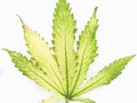 Cannabis_quinclorac (4)_4