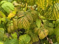 Framboise_RBDV_1