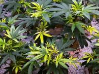 Cannabis_quinclorac (4)_1