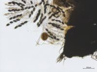 Podospora_sp_5