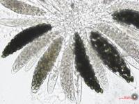 Podospora_sp_1